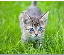 Image result for Kitten in a Tea Cup