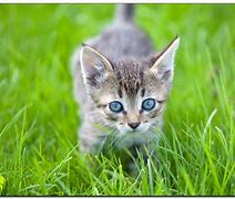 Image result for Angry Kitten