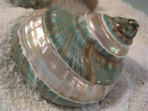 Bing Shells 的图像结果