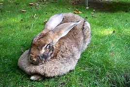 Image result for Large Bunny Template