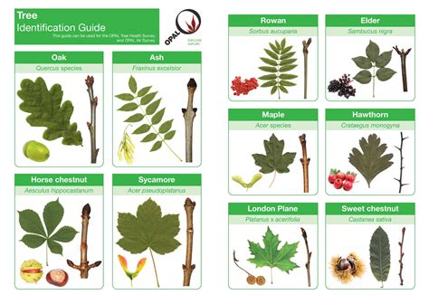 Image result for Tree Identification Chart