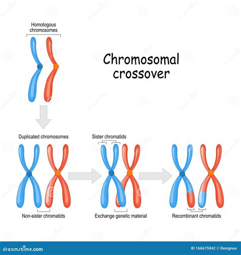 Maternal Vs Paternal | Paternal vs Maternal: What’s the Real Difference ...