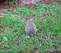 Image result for Pics of Baby Bunnies