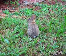 Image result for Cute Fat Baby Bunnies