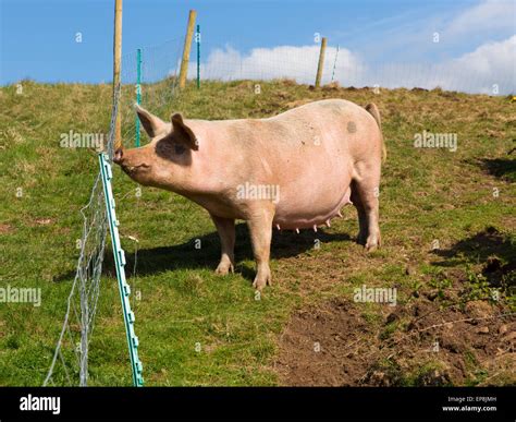 Sow female pig with teets in a farm field Stock Photo - Alamy