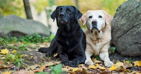 Labrador Dog Price In India (May 2023) | Labrador Price