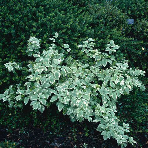 Сныть пестролистная Вариегата (Aegopodium podograria Variegata) купить ...