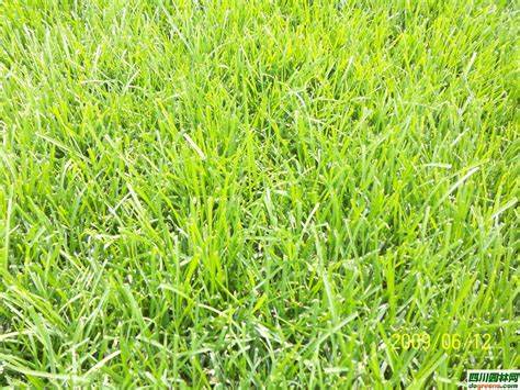 马尼拉绿化草坪多少钱一平方