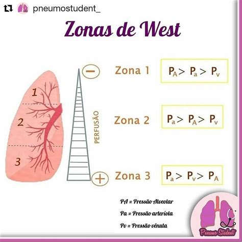 Fisioterapia - Physiotherapy 🐍 on Instagram: "#Repost @pneumostudent ...
