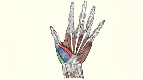 Flexor pollicis brevis muscle
