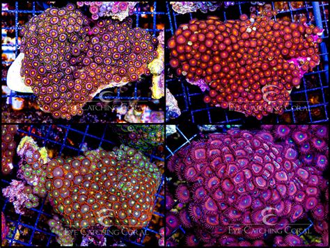 Wholesale Coral Ordering | Coral Colonies & Frags | Eye Catching Coral