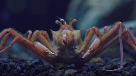 Front View Of A Homolomannia Sibogae Crab Feeding And Opening Its Mouth ...