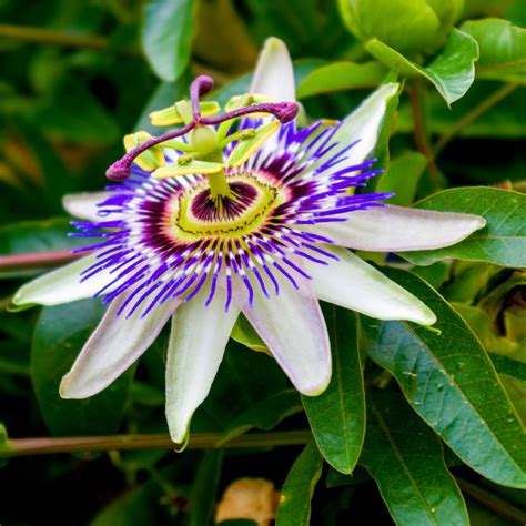 Passiflora Caerulea, Blue Passion Flower in 2L Pots, Tasty Edible Fruit ...