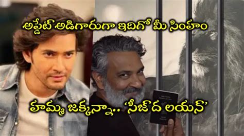 Mahesh Babu Rajamouli Movie,SSMB29 Update: సింహాన్ని బంధించి షూటింగ్ ...