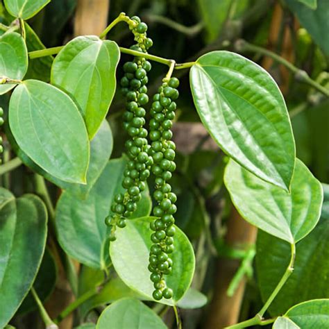 Bush Pepper (Kutti Kurumulaku) Dwarf Black Pepper Live Plant | Golden ...