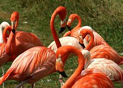 Image result for Flamingos in Wisconsin