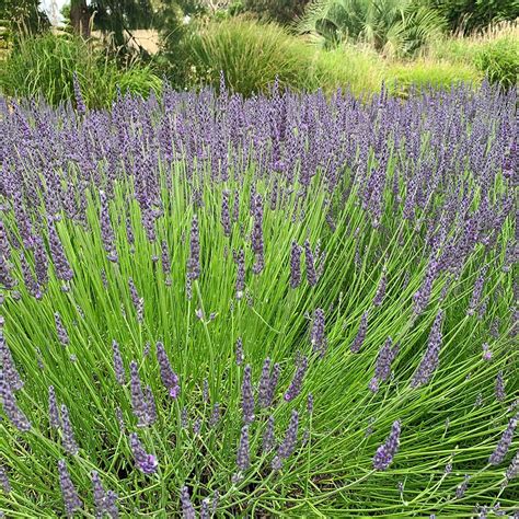 Lavender 'Grosso' - The Diggers Club
