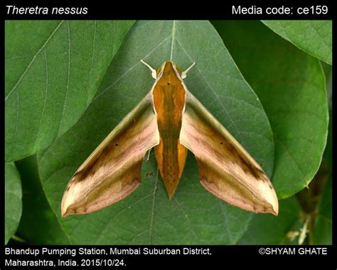 Theretra nessus (Drury, 1773) - Greater Yam Hawkmoth | Moths