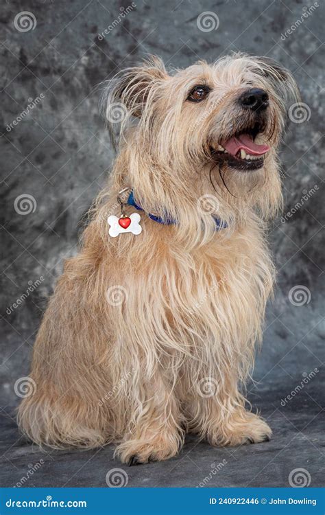 Cairn Terrier Is A Mixed Breed