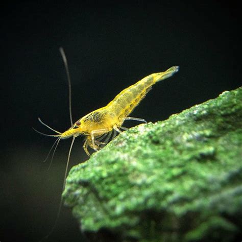 Buy Neocaridina Shrimp at Affordable Price – Best4Pets