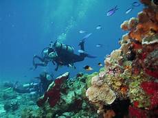dive cozumel 5 popular dive of cozumel dive cozumel 5 popular dive of cozumel