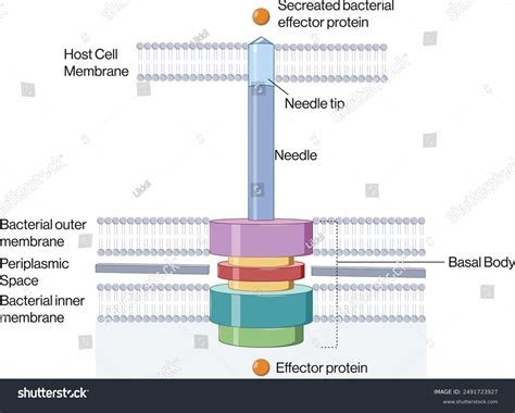 8 Type 3 Secretion System Royalty-Free Images, Stock Photos & Pictures ...