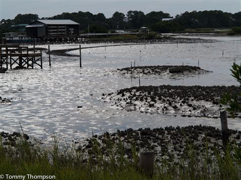 Fishing October's Lower Tides on the Gulf Coast - Visit Natural North ...