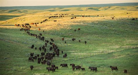 Cattle Ranch Jobs Montana at Philip Ayala blog
