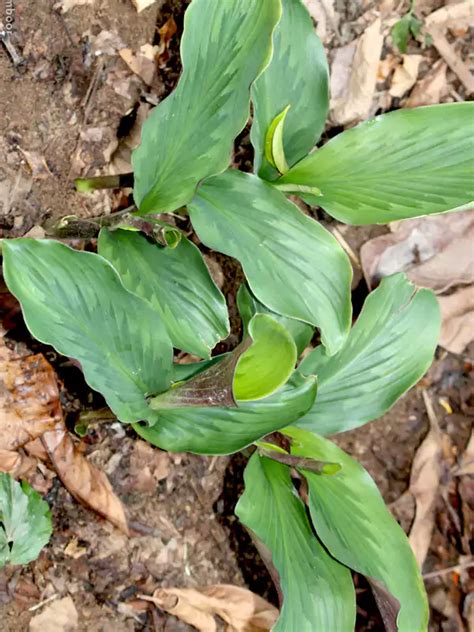 Kaempferia rotunda, Chengazhineerkizhangu, Indian crocus, ചെങ്ങഴിനീ ...