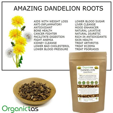Dandelion Root Uses Benefits