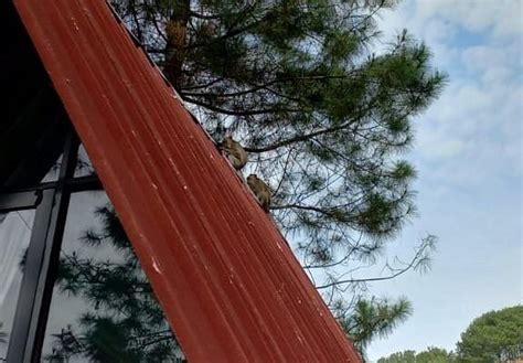 D'PASEBAN GLAMPING (Bogor) - Campground Reviews & Photos - Tripadvisor