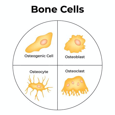 Premium Vector | Bone cells osteogenic cells osteoblast osteocyte ...