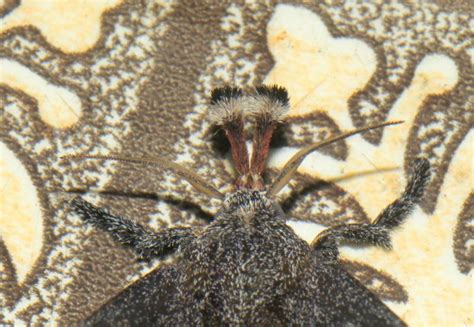 Scopelodes venosa venosa | Moths