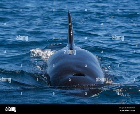 Killer whale pod Orcinus orca, off Punta Colorada, Isla San Jose, Baja ...