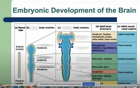Brain Development 的图像结果