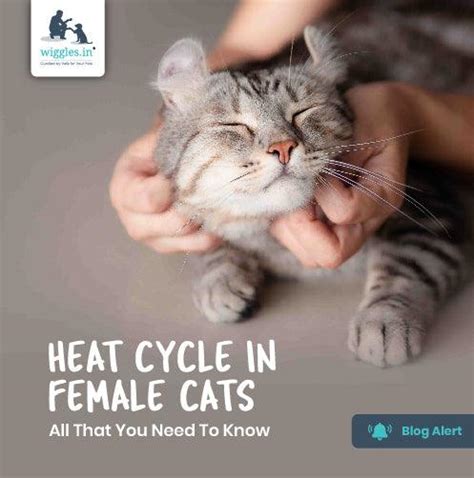 All You Need To Know About Heat Cycle In Female Cats | Wiggles Blog