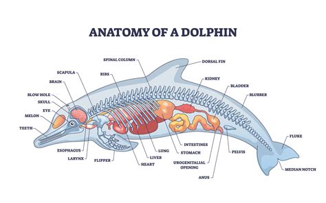 Understanding Dolphin Anatomy