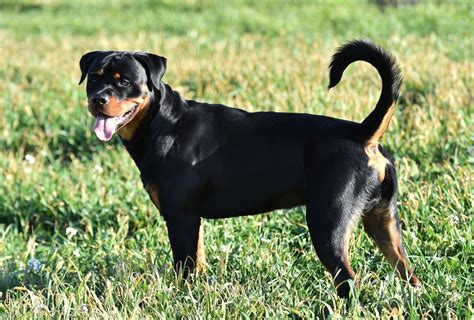 Rottweiler With Tail