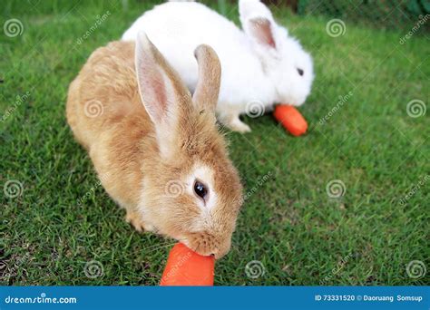 Do Baby Rabbits Eat Carrots at Mark Villa blog