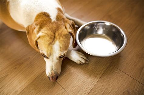 Hyperthyroidism in Dogs - Whole Dog Journal