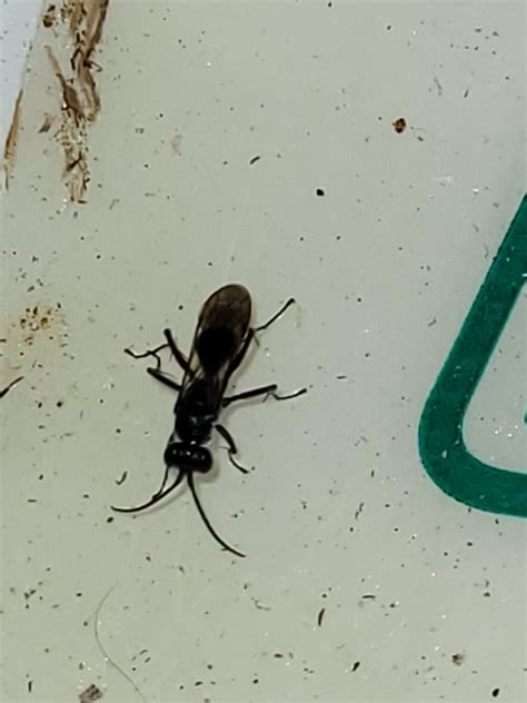 Are these carpenter ants signs ? I have seen ants and flying ants and ...