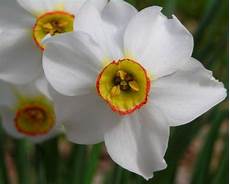 vanitoso significato narciso significato significato fiori significato vanitoso significato narciso significato significato fiori significato