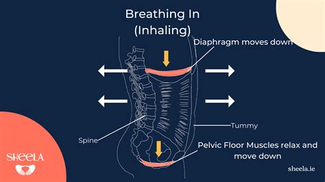 Breathing and the Pelvic Floor: how breath helps pelvic floor function