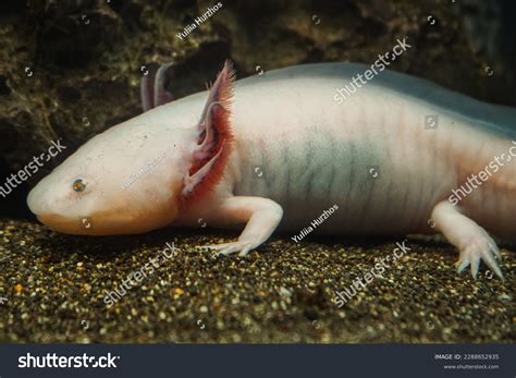 2,193 鱼螈 图片、库存照片和矢量图 | Shutterstock