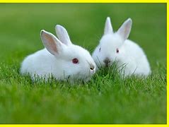 Image result for A Cartoon White Rabbit Face for Free