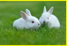 Image result for White Rabbit Buttons