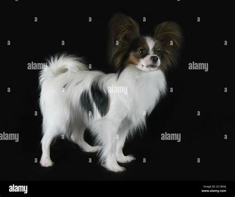 Black and white papillon dog hi-res stock photography and images - Alamy
