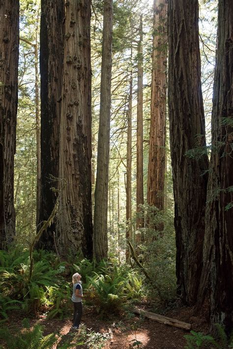 Redwood National Forest Redwood National And State Parks | Rhetoric