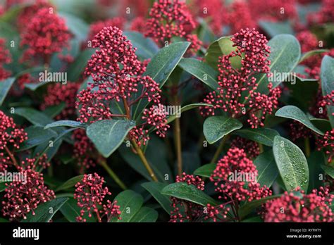 Bildergebnis für rubella strauch