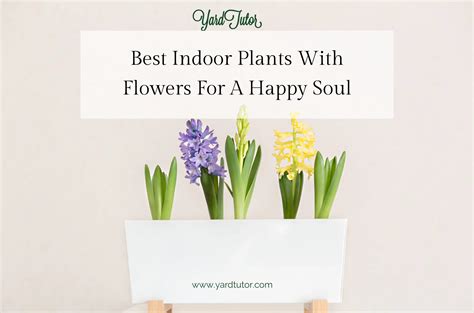 17 best indoor plants with flowers for a happy soul